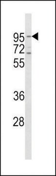 ANTI-CD71(C-TERMINAL) antibody produced in rabbit purified immunoglobulin, buffered aqueous solution