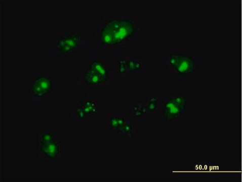 Anti-NPM3 antibody produced in mouse IgG fraction of antiserum, buffered aqueous solution