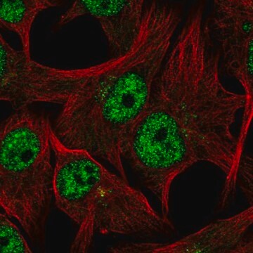 Anti-TDRD3 antibody produced in rabbit Prestige Antibodies&#174; Powered by Atlas Antibodies, affinity isolated antibody