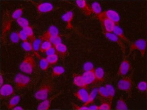 Anti-Msi-1 antibody produced in rabbit ~1.0&#160;mg/mL, affinity isolated antibody