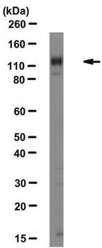 Anti-Integrin-&#945;1-Antikörper, Klon&nbsp;FB12, azidfrei clone FB12, Chemicon&#174;, from mouse