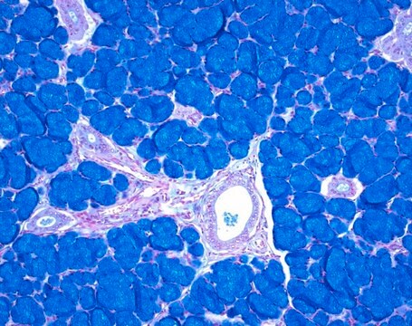 ISOSLIDE&#8482; Alcian blue pH 2.5, Control Slides with reference tissue for the detection of acid mucosubstances in histological tissue