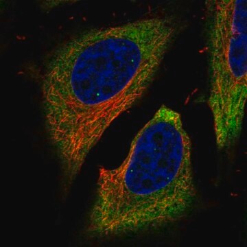 Anti-FAM134B antibody produced in rabbit Prestige Antibodies&#174; Powered by Atlas Antibodies, affinity isolated antibody