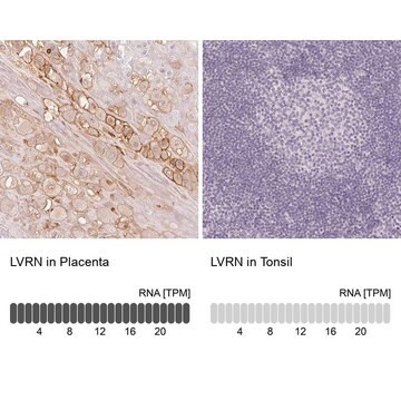 Anti-LVRN antibody produced in rabbit Prestige Antibodies&#174; Powered by Atlas Antibodies, affinity isolated antibody, buffered aqueous glycerol solution