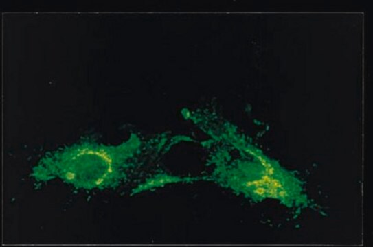 Anti-RSV-Antikörper (Nukleoprotein, Klon&nbsp;130-12H) clone 130-12H, Chemicon&#174;, from mouse