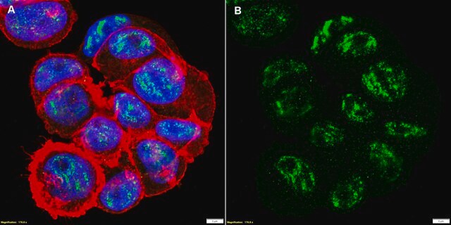 Anti-SOX5 Antibody, clone 1I9 ZooMAb&#174; Rabbit Monoclonal recombinant, expressed in HEK 293 cells