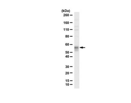 Anty-KLF4 serum, from rabbit