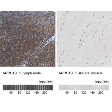 抗-ARPC1B 兔抗 Prestige Antibodies&#174; Powered by Atlas Antibodies, affinity isolated antibody, buffered aqueous glycerol solution