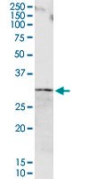 Anti-ORM1 antibody produced in rabbit purified immunoglobulin, buffered aqueous solution