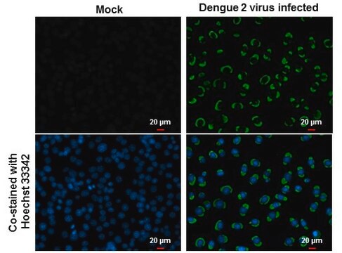 Monoklonalnebiałko NS1 przeciwkowirusowi dengi clone GT1061, affinity isolated antibody