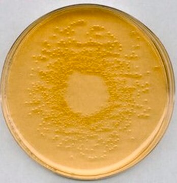 营养琼脂培养基 suitable for microbiology, NutriSelect&#174; Plus