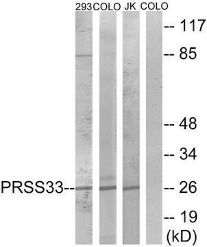 Anti-PRSS33 antibody produced in rabbit affinity isolated antibody