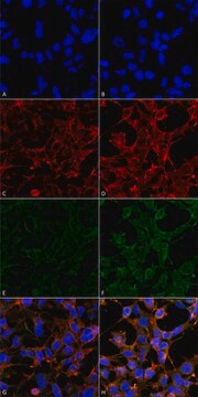 Monoclonal Anti-4-Hydroxynonenal-Horseradish Peroxidase antibody produced in mouse clone 12F7