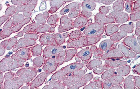 Anti-DCST1 antibody produced in rabbit affinity isolated antibody