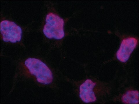 Anti-POU5F1 (Oct4) antibody produced in rabbit ~1.0&#160;mg/mL, affinity isolated antibody, buffered aqueous solution