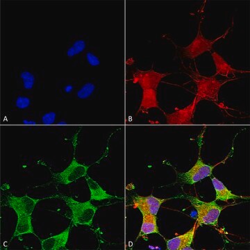 Monoclonal Anti-Nalcn - Rpe antibody produced in mouse clone S187-7, purified immunoglobulin