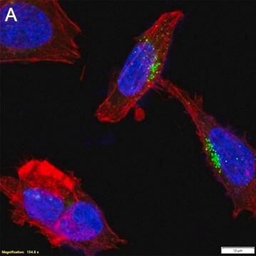 Anti-Neuropeptide Y Antibody, clone 2B5 ZooMAb&#174; Rabbit Monoclonal recombinant, expressed in HEK 293 cells