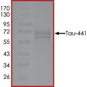 TAU-441, GSK3BETA-Phosphorylated recombinant