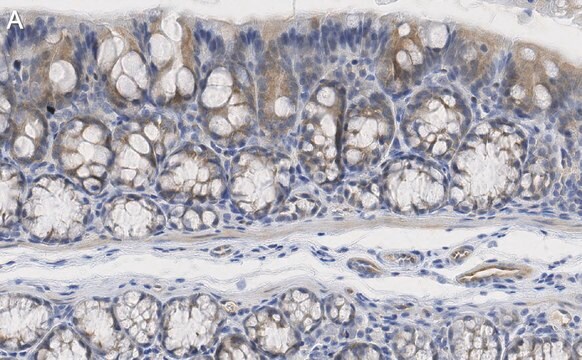 抗iNOS（NOSII）抗体 クローン2G17 ZooMAb&#174;ウサギ・モノクローナル recombinant, expressed in HEK 293 cells