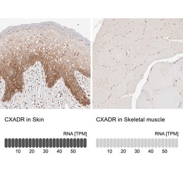 抗CXADR ウサギ宿主抗体 Prestige Antibodies&#174; Powered by Atlas Antibodies, affinity isolated antibody, buffered aqueous glycerol solution