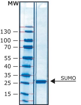 SUMO-Protease His tagged recombinant protein, lyophilized powder