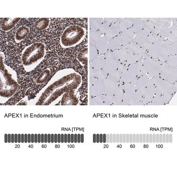 抗APEX1抗体 ウサギ宿主抗体 Prestige Antibodies&#174; Powered by Atlas Antibodies, affinity isolated antibody, buffered aqueous glycerol solution