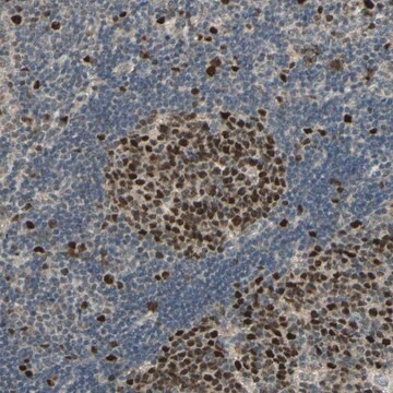 Anti-RAD18 antibody produced in rabbit Prestige Antibodies&#174; Powered by Atlas Antibodies, affinity isolated antibody, buffered aqueous glycerol solution