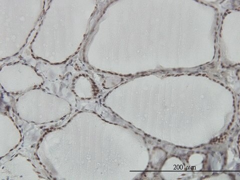 Monoclonal Anti-HNRPM antibody produced in mouse clone 3F7, purified immunoglobulin, buffered aqueous solution