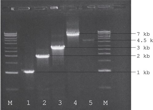 ReadyMix&#8482; Taq PCR Reaction Mix with MgCl2