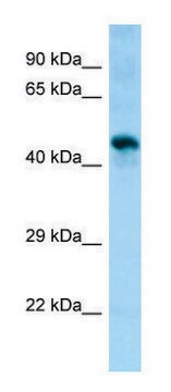 Anti-Sgms1 antibody produced in rabbit affinity isolated antibody