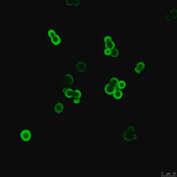 Anticorpo antiglicuronoxilomanana (GXM), clone 18B7 clone 18B7, from mouse