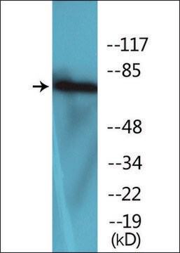 Anti-phospho-LIMK2 (pThr505) antibody produced in rabbit affinity isolated antibody