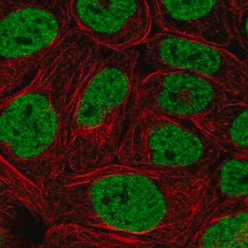 Anti-PBRM1 antibody produced in rabbit Prestige Antibodies&#174; Powered by Atlas Antibodies, affinity isolated antibody