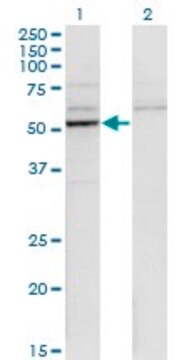 Monoclonal Anti-CYP26B1 antibody produced in mouse clone 1H6, purified immunoglobulin, buffered aqueous solution