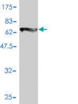 Monoclonal Anti-COL6A2 antibody produced in mouse clone 2C5-F2, purified immunoglobulin, buffered aqueous solution