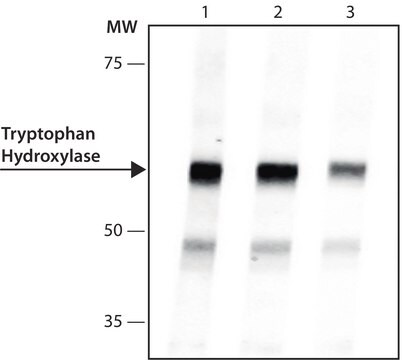 Anti-Tryptophan Hydroxylase antibody, Mouse monoclonal clone WH-3, purified from hybridoma cell culture