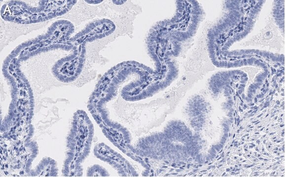 抗SOX17抗体 クローン3F7 ZooMAb&#174;ウサギ・モノクローナル recombinant, expressed in HEK 293 cells