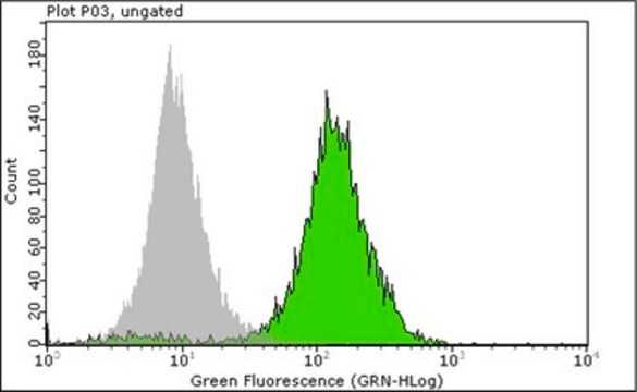 抗-核抗体，克隆3E1.3 clone 3E1.3, Chemicon&#174;, from mouse