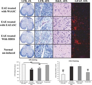 Monoclonale Anti-proteina acida gliale fibrillare (GFAP) clone G-A-5, purified from hybridoma cell culture