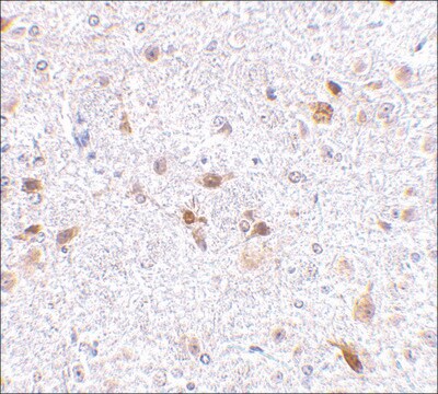 抗-PDL-2 兔抗 affinity isolated antibody, buffered aqueous solution