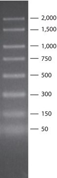 PCR 50 - 2,000 bp 标记物 for electrophoresis of PCR fragments