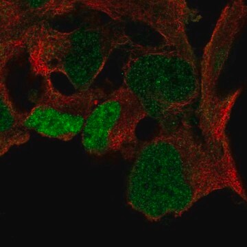 Anti-SOX3 antibody produced in rabbit Prestige Antibodies&#174; Powered by Atlas Antibodies, affinity isolated antibody