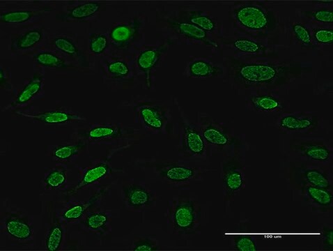 Anti-AFF4 antibody produced in rabbit purified immunoglobulin, buffered aqueous solution