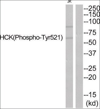 Anti-phospho-HCK (pTyr521) antibody produced in rabbit affinity isolated antibody