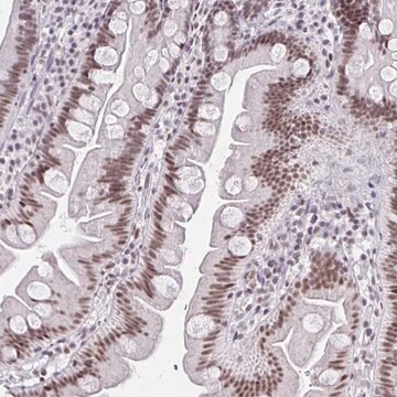 抗IRF7抗体 ウサギ宿主抗体 Prestige Antibodies&#174; Powered by Atlas Antibodies, affinity isolated antibody, buffered aqueous glycerol solution