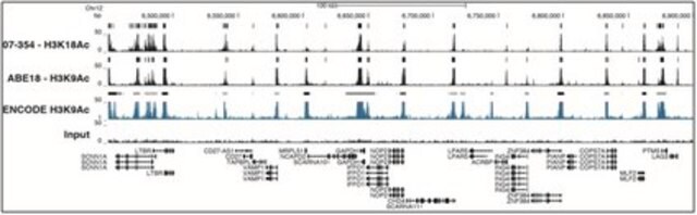 Anticorps anti-acétyl-histone&nbsp;H3 (Lys18) serum, Upstate&#174;