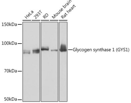 Anti-Glycogen synthase 1 (GYS1) Antibody, clone 8N1B3, Rabbit Monoclonal