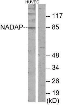 Anti-NADAP antibody produced in rabbit affinity isolated antibody