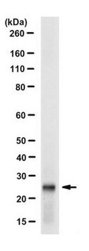 Anti-CBX1 (HP1 beta) Antibody, clone 5E9.1 clone 5E9.1, from mouse