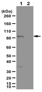 Anti-phospho Glucocorticoid Receptor (Ser134) Antibody from rabbit, purified by affinity chromatography